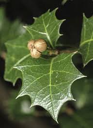 Image result for Alchornea occidentalis