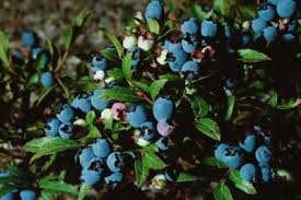 How to use coffee grounds for mulch, compost. Can You Only Eat Vegetables Still Stay Healthy Livestrong Com Blueberry Plant Blueberry Fertilizer Growing Blueberries