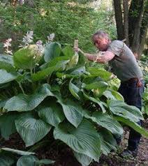 Hosta Hybride Empress Wu Riesen Funkie Garten Pflanzen Hosta Garten Hosta Pflanzen