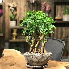 Çiçek saksısının nasıl değiştirileceği konusunda bilgi sahibi değilseniz. Ev Bitkileri Icin Kompost Nasil Yapilir Saksi Cicekleri