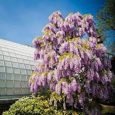 All rights reserved the tree center 2021. Buy Trees Online With Free Shipping The Tree Center