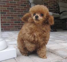 Maybe you would like to learn more about one of these? Pin By Liz Bresler On Doggies Poodle Puppies For Sale Tiny Toy Poodle Toy Poodle Puppies