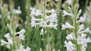 Image result for Polianthes tuberosa