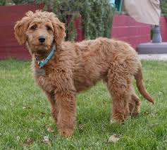 Maybe you would like to learn more about one of these? Red Mini Goldendoodle Michigan