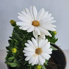 Image result for Dimorphotheca