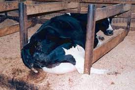 Animal Cruelty Dairy