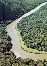 Image result for Indigastrum costatum