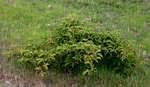 Image result for Ampelocissus obtusata