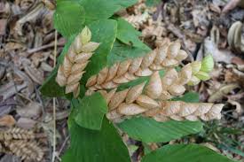 Image result for Flemingia strobilifera