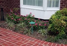 Front yard landscaping with hostas and daylilies. Daylily Blog Gardening In Virginia