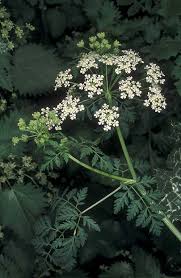 Image result for Conium