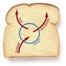 Yeast S Crucial Roles In Breadbaking Article Finecooking