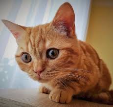 Getting a new pet cat is a very exciting time and choosing a name for it can be just as exciting. Cat Names Start With L Male Hno At