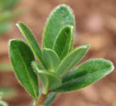 Image result for Xylopia collina