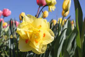 The foliage appears with the flowers in fall and persists until spring. Early Blooming Daffodils Hgtv