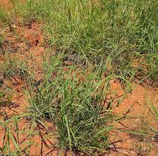 Image result for Dichanthium sericeum