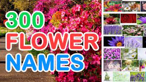 Each indoor plant is given its main common name used and botanical/scientific name. 300 Flower Names In English With Pictures That You May Find In Your Garden Youtube