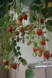 Bei der anlage eines kräutergartens einen plan für den überblick zeichnen. Erdbeeren Pflanzen Pflegen So Geht Es Native Plants