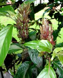 Image result for Justicia australis