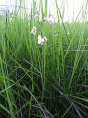 Image result for Eulophia coeloglossa