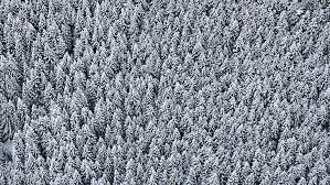 Top 25 christmas coloring pages for preschoolers: Page 2 Snow Covered Pine Trees Hd Wallpapers Free Download Wallpaperbetter