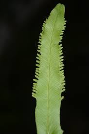 Image result for Lygodiaceae