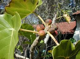 Image result for Ficus abutilifolia