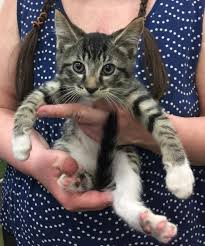 The two are at different life stages, and the many older cats have never been around kittens before and often can be quite afraid of them. Meet Tiger An Adoptable Pet Cat Kitten Adoption Cats Pets Cats