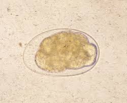 Hookworms Troccap