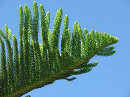 Image result for Araucaria columnaris