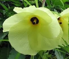Image result for Ipomoea turbinata