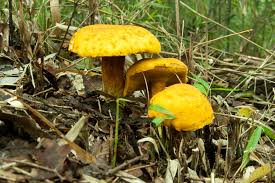 Image result for Boletus projectelloides