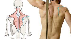 Muscles, connected to bones or internal organs and blood vessels, are in charge for movement. How To Draw Upper Back Muscles Form Proko