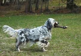 Lyon's king llewellin setters was founded by john lyon in 2011.raising llewellins setters is a dream fulfilled by the opportunity to obtain the american line llewellin setters from king llewellin in enola, arkansas. 4 Types Of Setter Dog Breeds