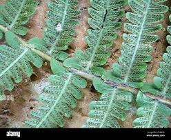Image result for Christella dentata