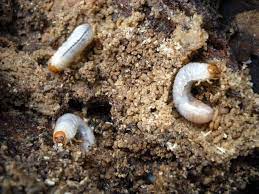 We did not find results for: Best Grub Killer For Yards And Gardens How I Get Rid Of