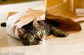 13 facts about cats and dogs that will make you fall in love all over again cats and dogs make our lives better. Fun Facts About Pets Animals Cats Dogs