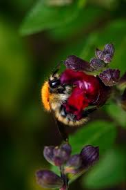 Image result for Bombus pascuorum