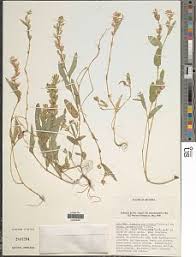 Image result for Alysicarpus zeyheri