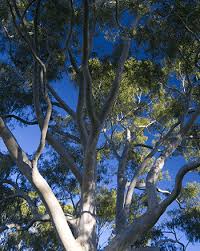 Ellenby tree farm is considered to be the forerunners in advanced trees throughout western australia. About Instant Tree Nursery In Henley Brook 26km From Perth