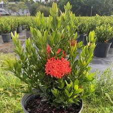 Image result for Ixora hartiana