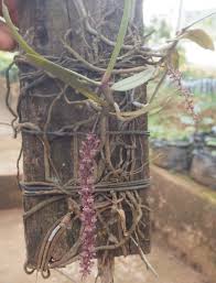 Image result for Rhipidoglossum