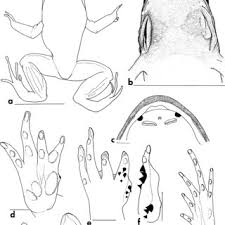 Image result for Ancistrorhynchus ovatus