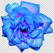 We did not find results for: Blue Rose Flower Png Clipart Baby Blue Blue Blue Rose Clip Art Cobalt Blue Free Png