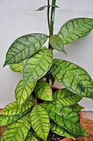 Pin On Plants Plant Care