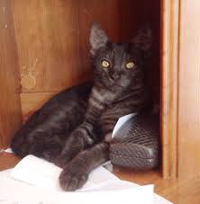 Black And White Tabby Black Ghost Tabby Merlin Grey And White Cat Tabby Tabby Kitten