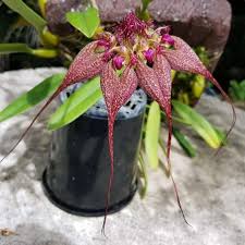 Image result for Bulbophyllum vulcanicum