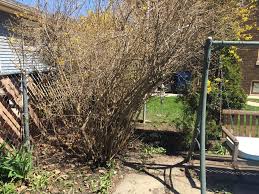 Summer 2016 A Photo Prior To Removing This Overgrown Forsythia Bush Forsythia Bush Outdoor Miller Homes