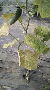 Image result for spider mites on cucumbers