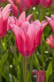 Tulip Bulbs Jacqueline Tulip Bulbs For Sale Pflanzen Garten